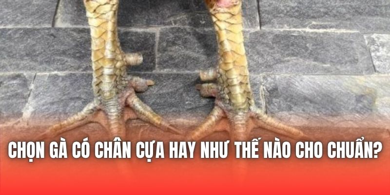 Chọn Gà Có Chân Cựa Hay Như Thế Nào Cho Chuẩn?