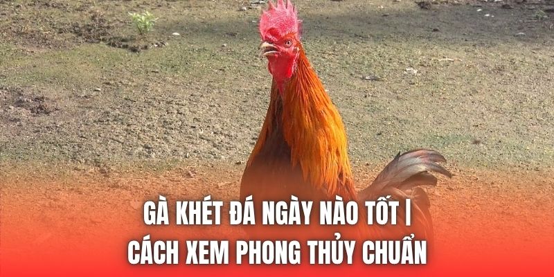 Gà Khét Đá Ngày Nào Tốt | Cách Xem Phong Thủy Chuẩn