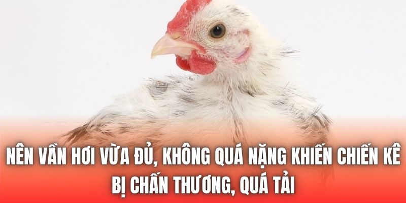 Nên vần hơi vừa đủ, không quá nặng khiến chiến kê bị chấn thương, quá tải