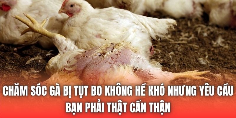Chăm sóc gà bị tụt bo không hề khó nhưng yêu cầu bạn phải thật cẩn thận